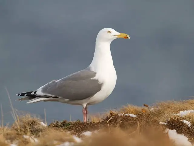Goéland argenté sur la falaise